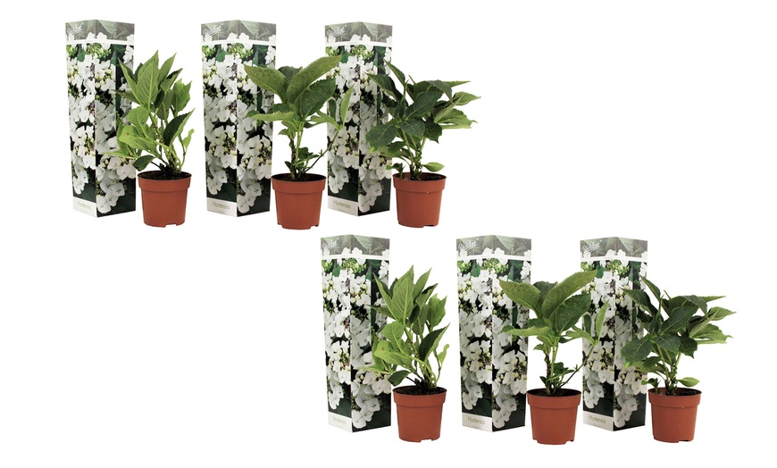 Image 14: Lot de 3 ou 6 hortensias Teller