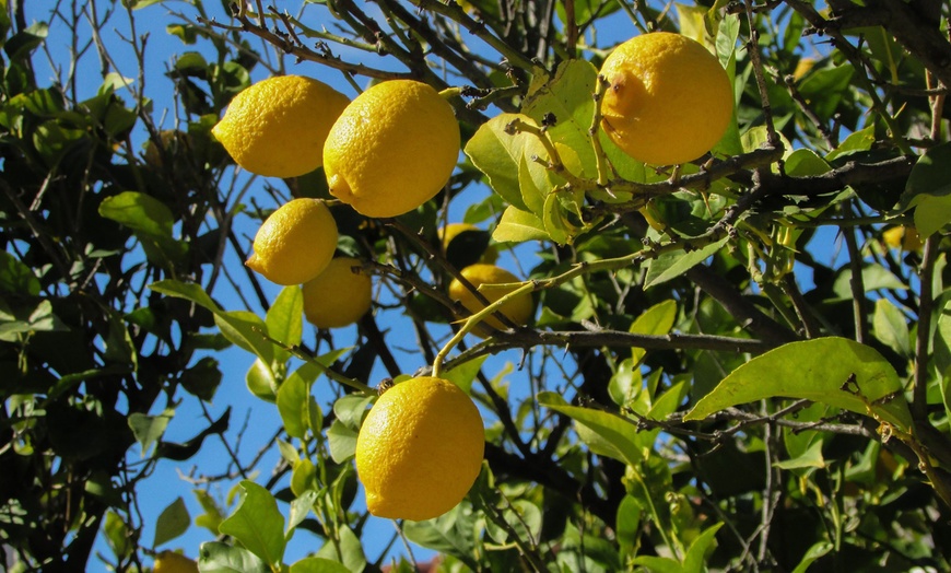 Image 5: Lot de 4 citronniers méditerranéens