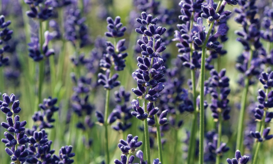 Image 6: 5, 10 or 20 Hardy English Lavender Plants