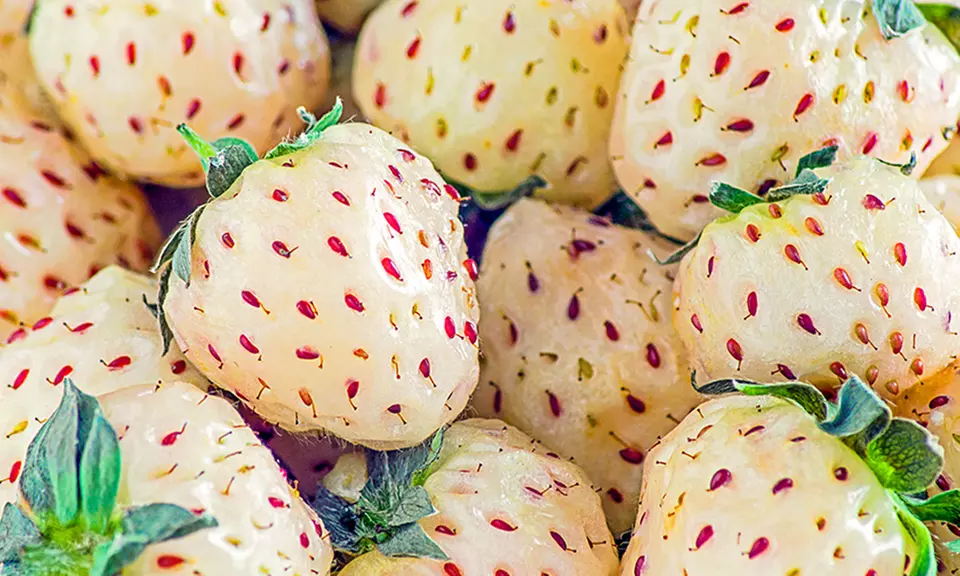 Pineberry Pair (10 bareroot) - Primary Image