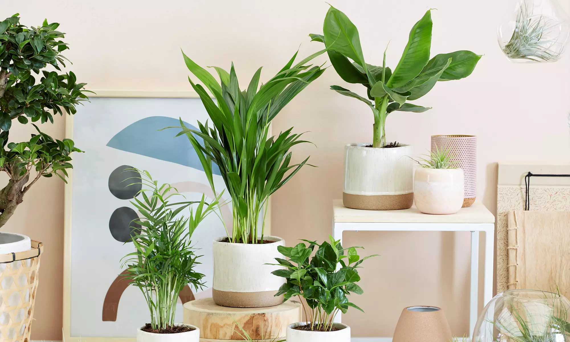 Plantas de interior