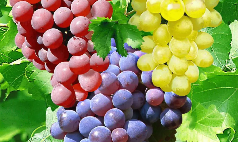 Three Seedless Grape Varieties in Pots - Primary Image