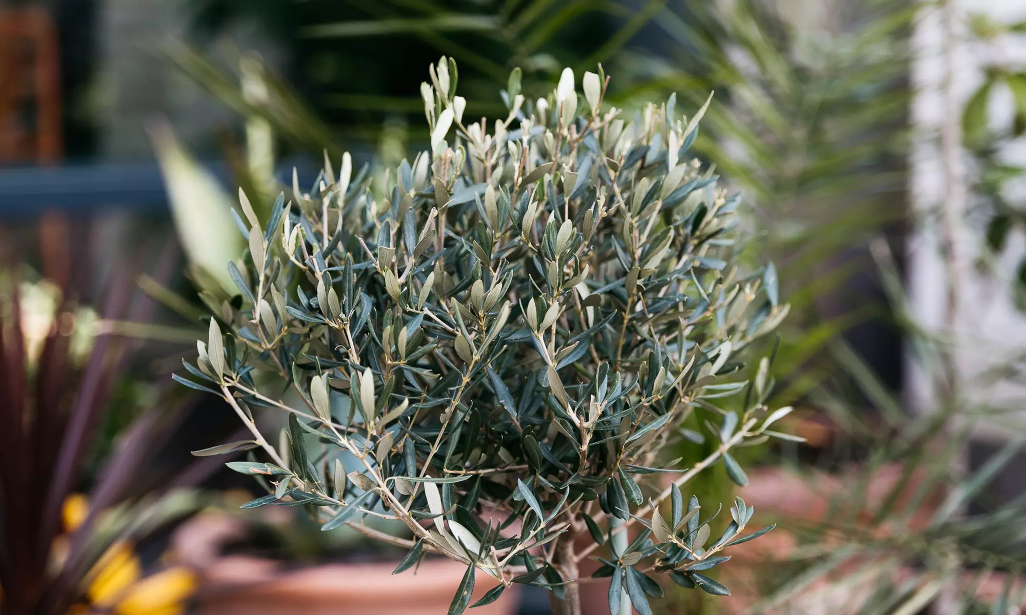 1 of 2 XXL rustieke olijfbomen