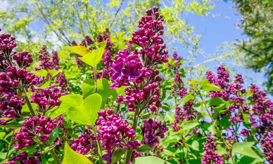 Image 9: Set van 3 of 8 OH2 Buddleja Davidii planten
