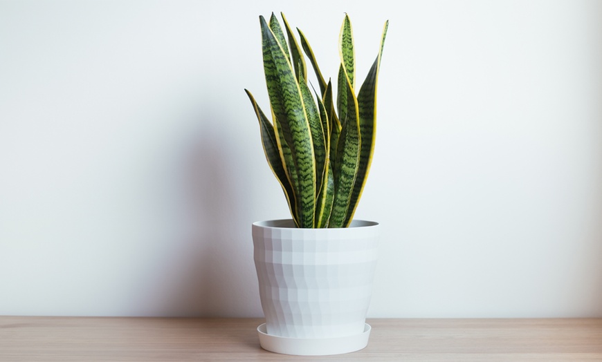 Image 5: Plante Sansevieria