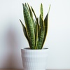 Image 5: Plante Sansevieria