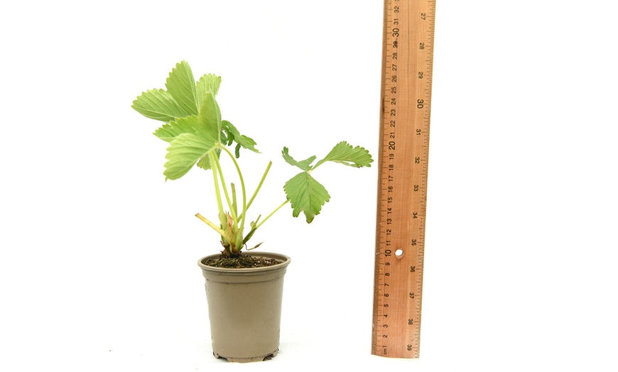 Image 9: Giant Strawberry Sweet Colossus - 1 or 2 Potted Plants