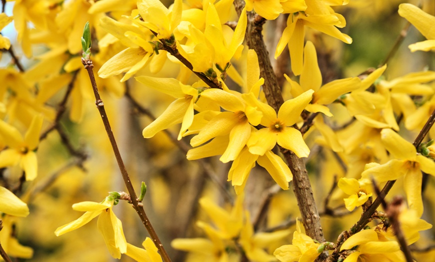 Image 2: Up to Three Dwarf Forsythia 'Mikador Plants' 9cm with Optional Planter