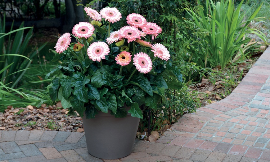 Image 3: Gerbera Patio Collection of Six Plants