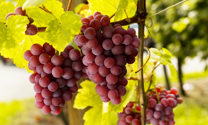 Image 3: Table Grapes