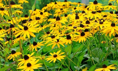 Groupon Unisex Gold Rudbeckia Sturm Perennial Flowering Garden Plant: Rudbeckia Sturm 9Cm Plants/Three