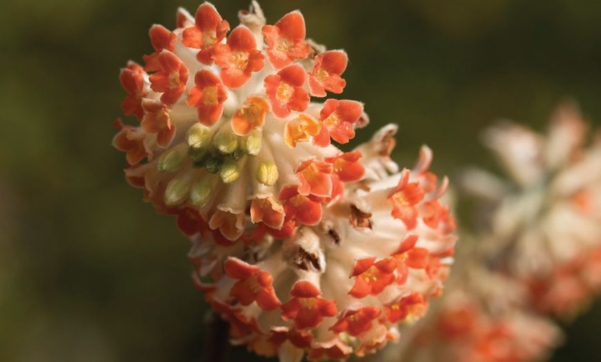 Image 3: Edgeworthia Red Dragon Plant