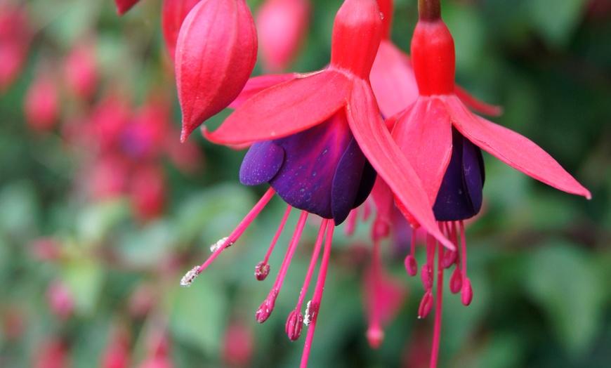 Image 2: Hardy Fuchsia Plants Collection.