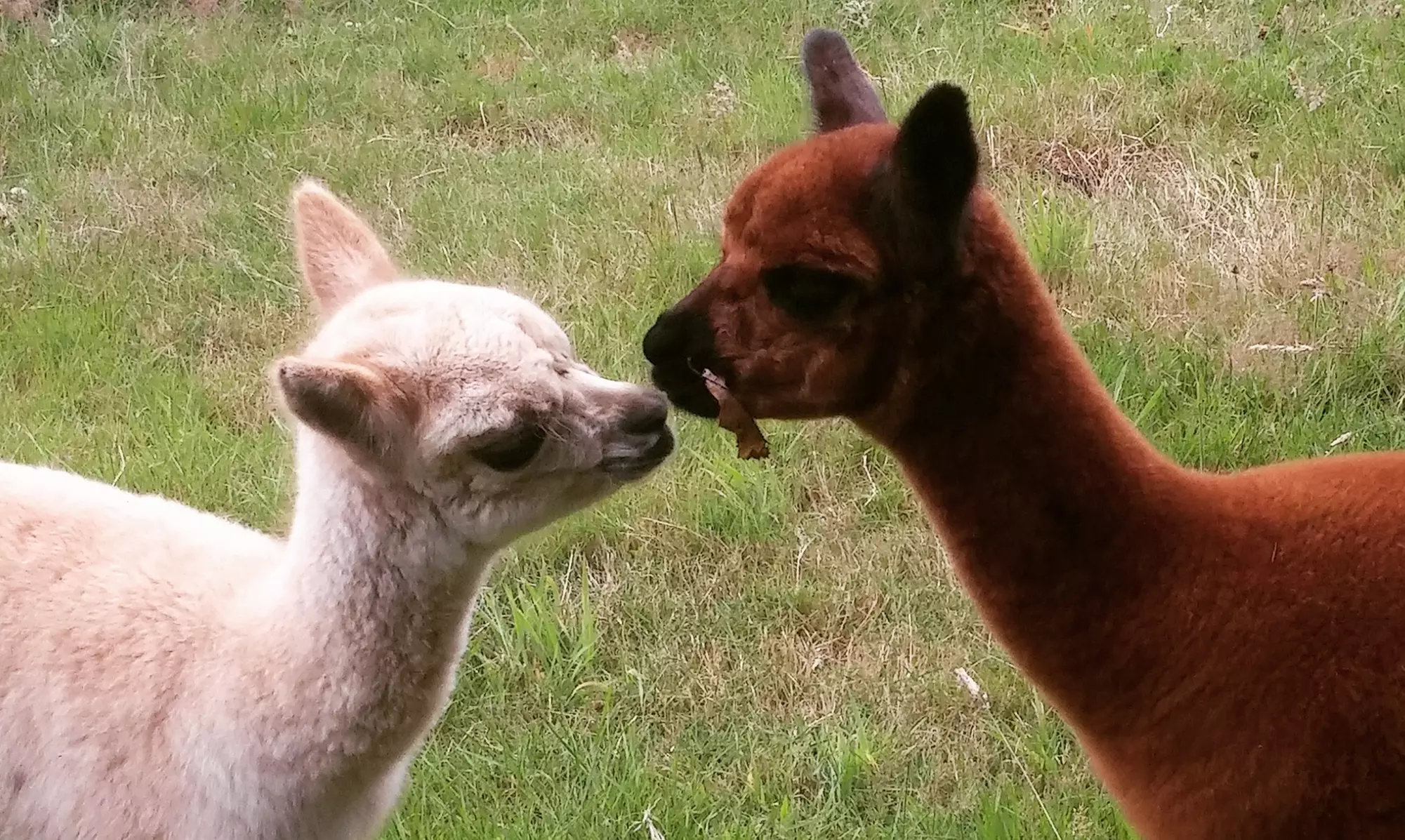 Alpaca Tour for One, Two, Four, Six, or Eight at Cascade Rose Alpacas (Up to 38% Off) - Second Medium