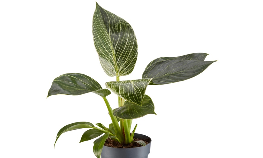 Image 5: Philodendron White Measure in 11cm Pot