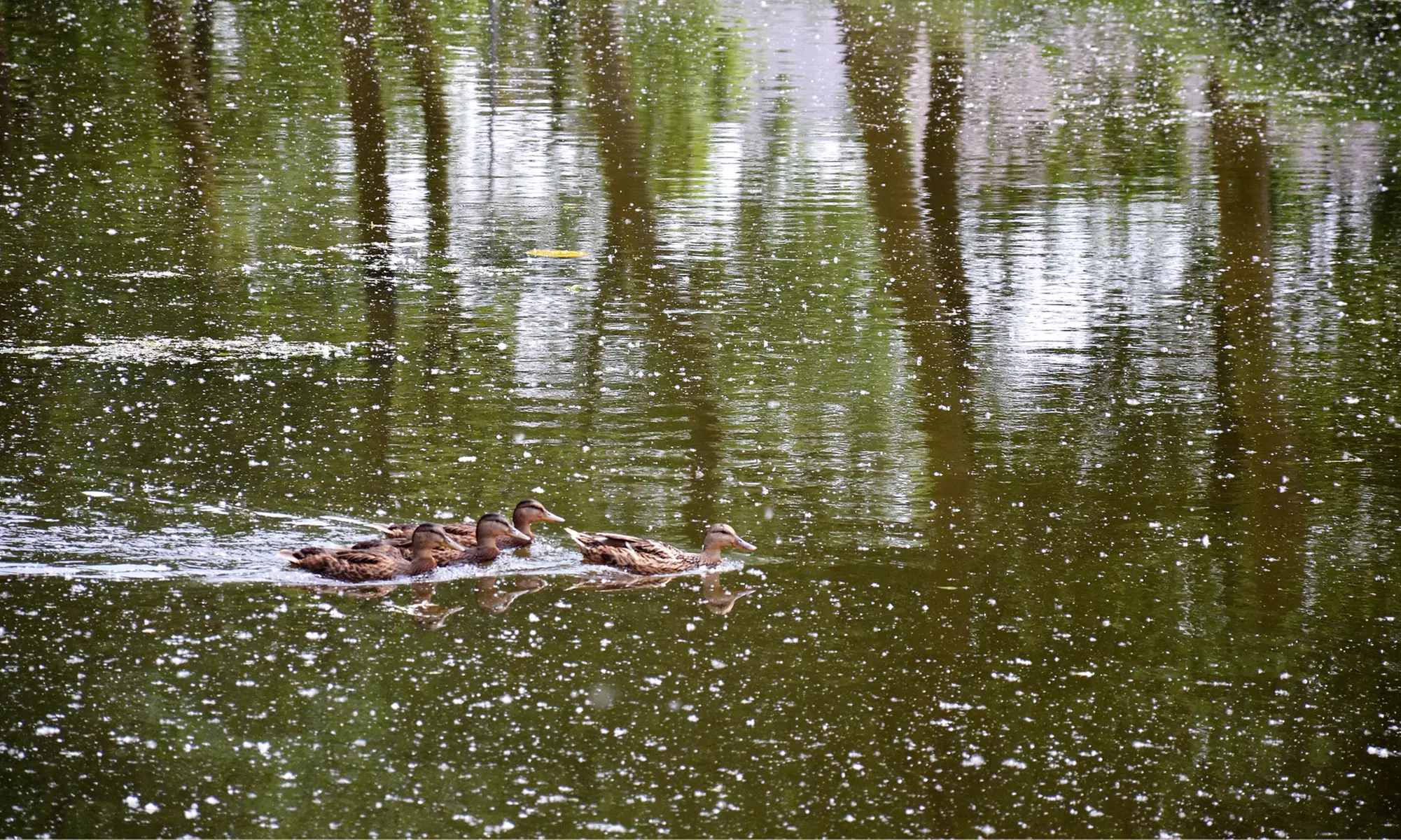 Ga mee op avontuur: retourticket voor boottocht vanuit Brugge of Damme