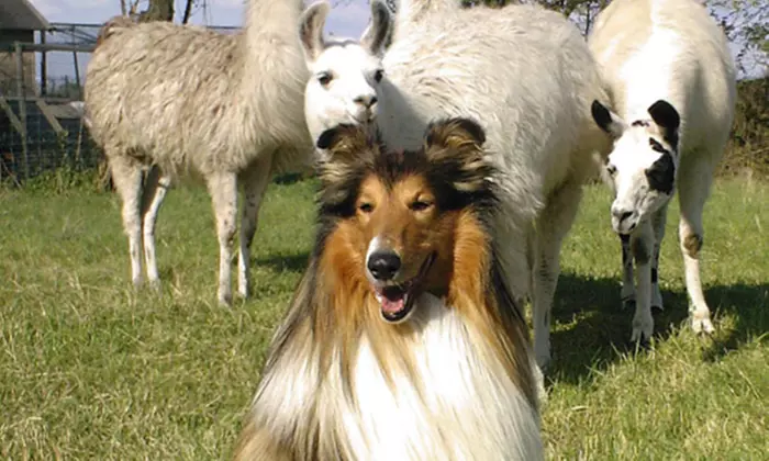 Pfalz Lamas – Frühlings-Lamawanderung im Pfälzerwald für 2 Personen