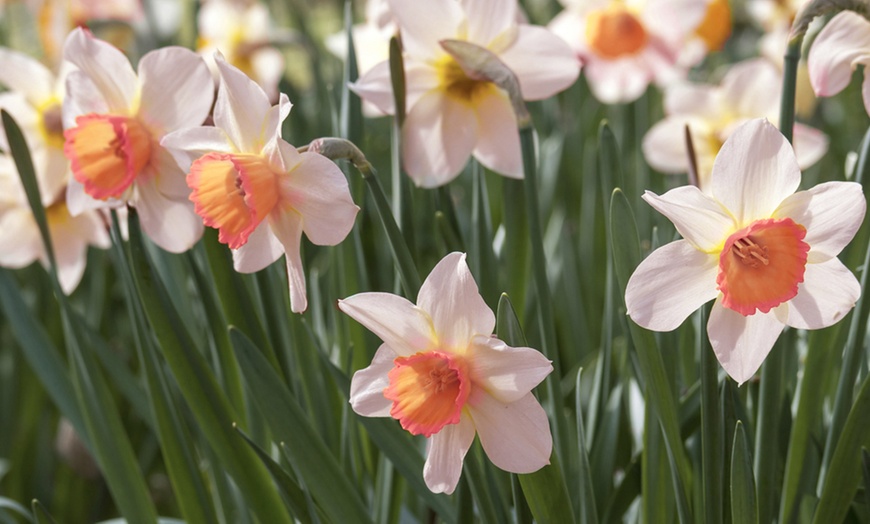 Image 1: Pink Daffodil 'Pink Pride' - Up to 20 Bulbs