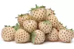 White Carolina Pineberry Bare-Root Plants - Second Medium
