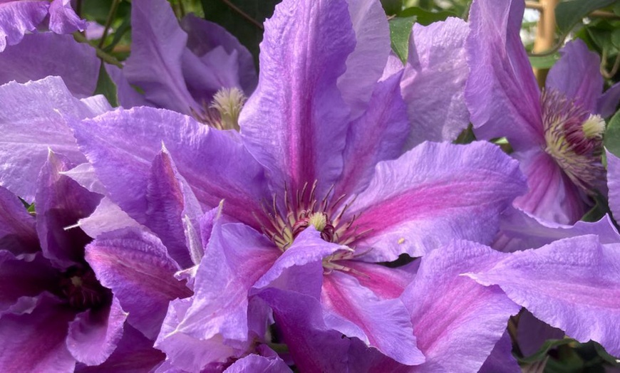 Image 7: Clematis ‘Tumaini’ - Buy 1 or 2 Potted Plants