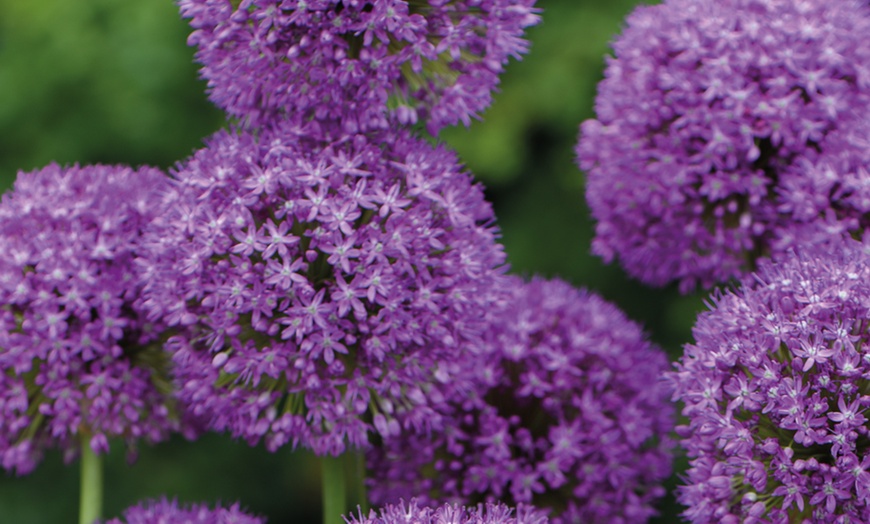 Image 5: 15 or 30 Allium Purple Sensation Bulbs