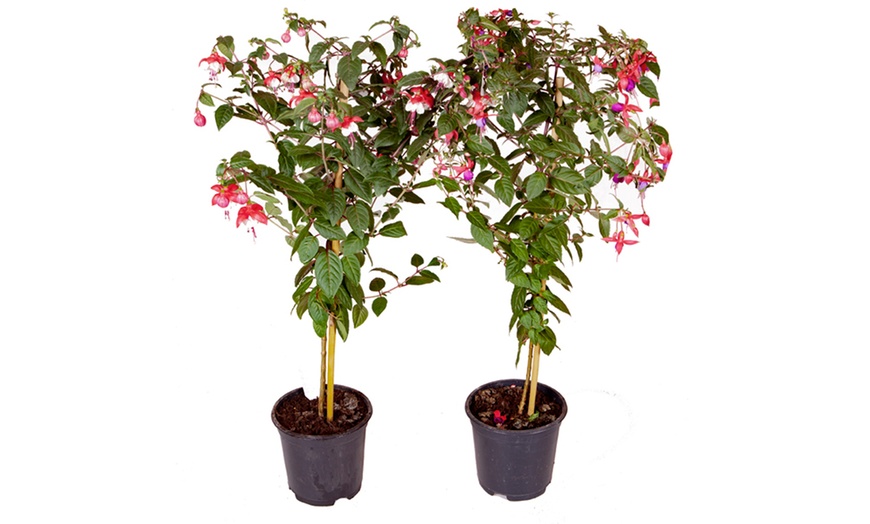 Image 2: One or Two Fuchsia Standard Trees