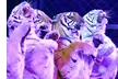 Western Shrine Circus 2019 (May 30–June 1)  - Second Medium