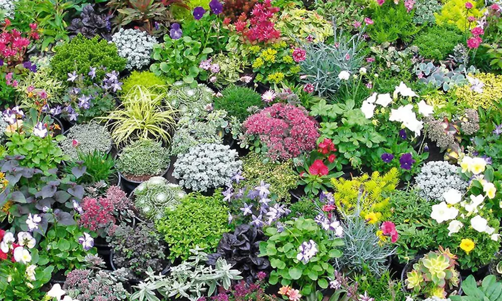 Baldur Garten Steingarten-Mix mit 20 oder 40 niedrigen Stauden - Primary Image