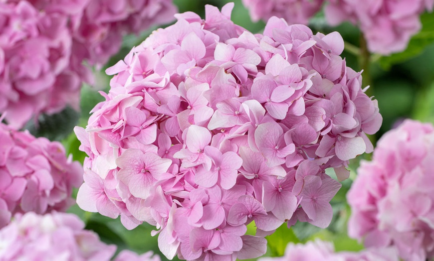 Image 9: Lot de 3 ou 6 plants d'Hydrangea Macrophylla