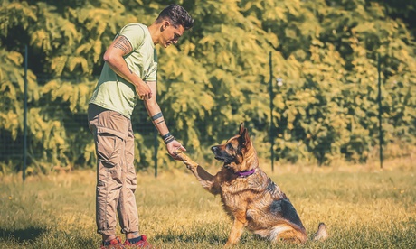 Educazione cinofila e ingressi piscina al Centro Cinofilo Dog Paradise (sconto fino a 58%). Valido in 3 sedi