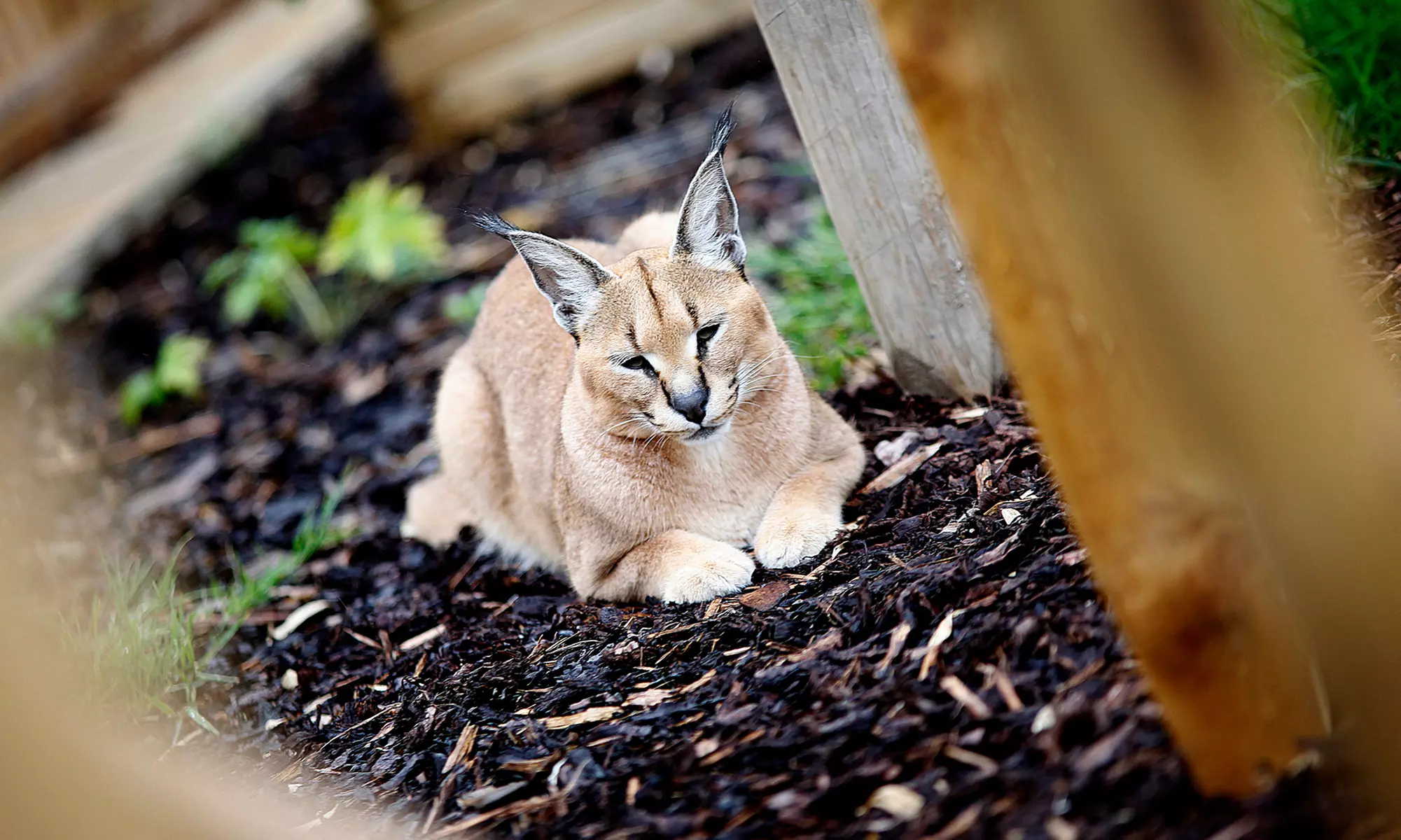Enjoy Weekday, or Weekend Entry at Hoo Zoo and Dinosaur World