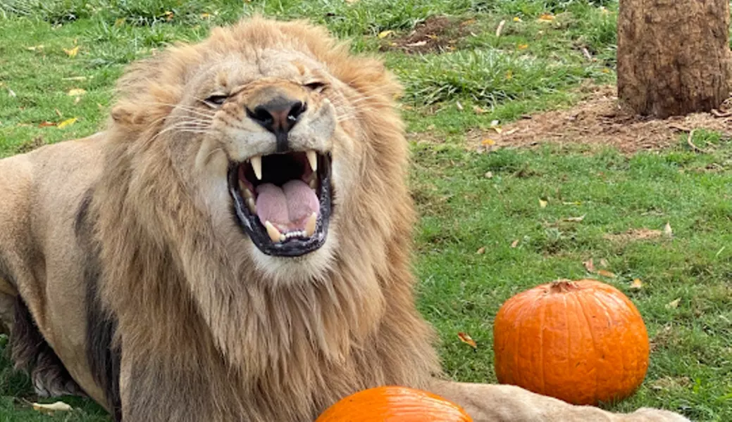 GetOut Oregon with Admission to 36+ Iconic Attractions