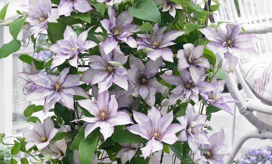 Image 5: Boulevard Patio Clematis