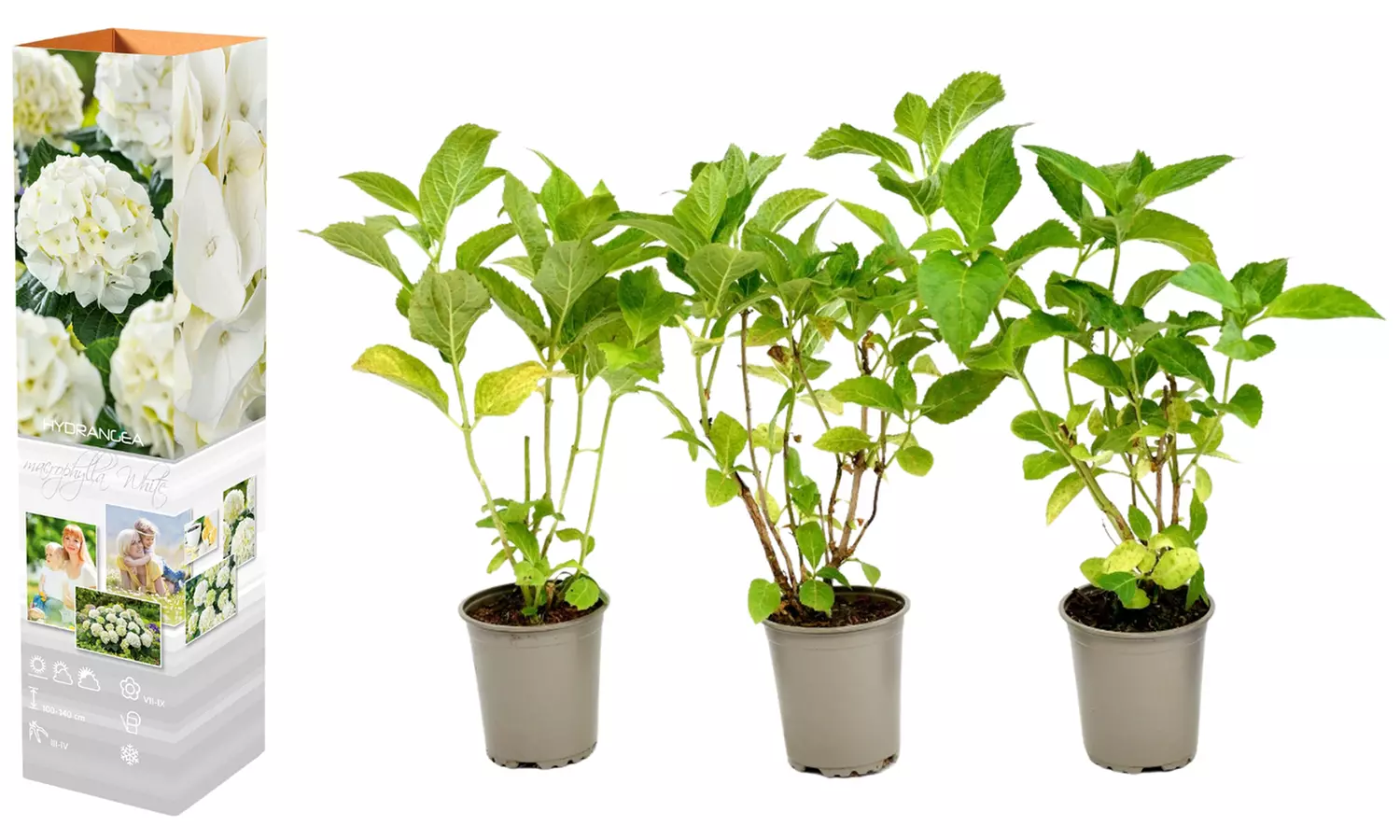 3er- oder 6er-Set Hortensien