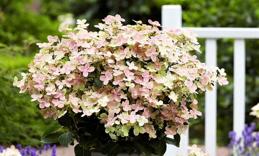 Image 1: Hydrangea Paniculata Switch Ophelia