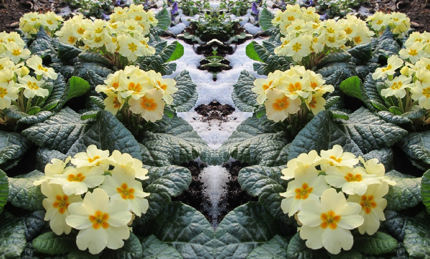 Image 2: 15 or 30 Primrose 'Everlast' Hardy Perennial Garden-Ready Plants