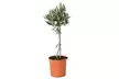 1 o 2 olivos 40-50 u 80-90 cm - Second Medium