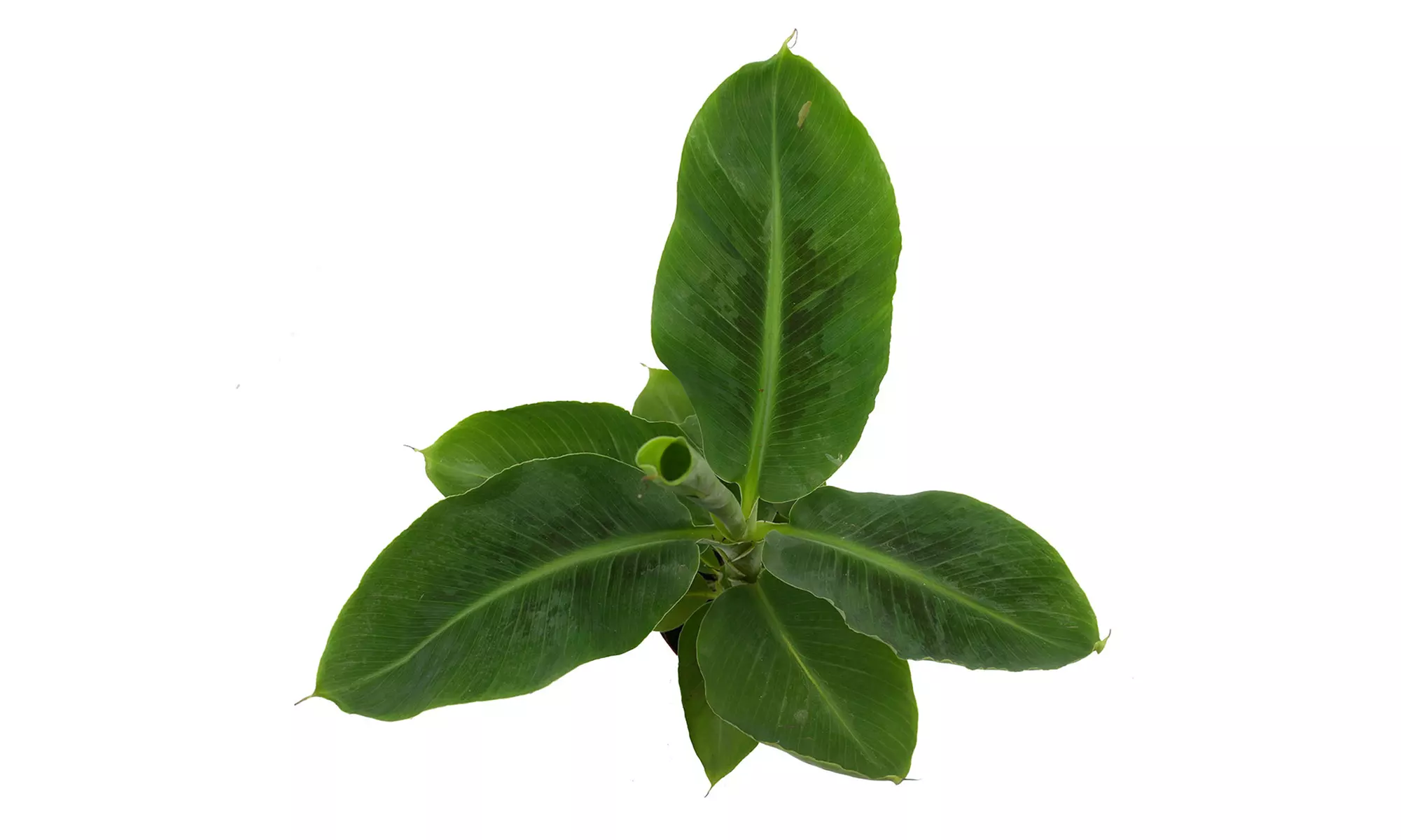 3er-Set orientalische Zimmerpflanzen