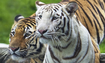 Tiger Encounter for Two People - Cougar Mountain Zoo | Groupon