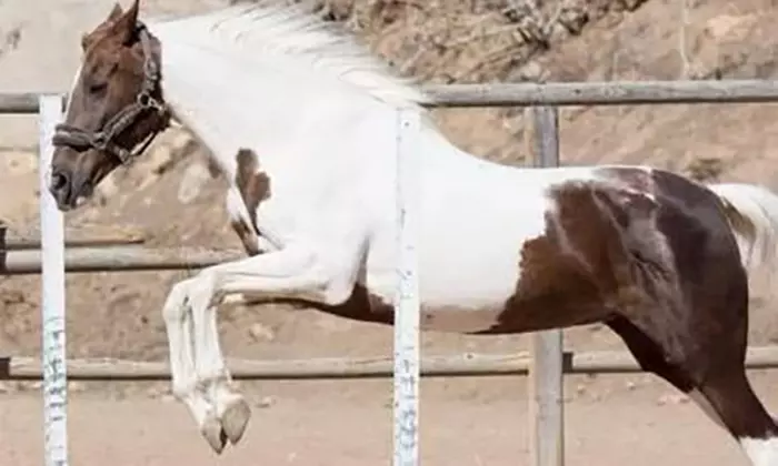 1 mes de clases de equitación para 1 persona en Finca Ecuestre La Primavera - Second Medium