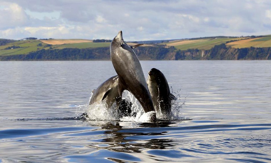 Image 2: Dolphin-Watching Cruise