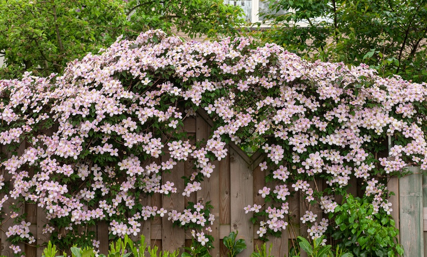 Image 8: Set van 3 'Clematis Montana' planten
