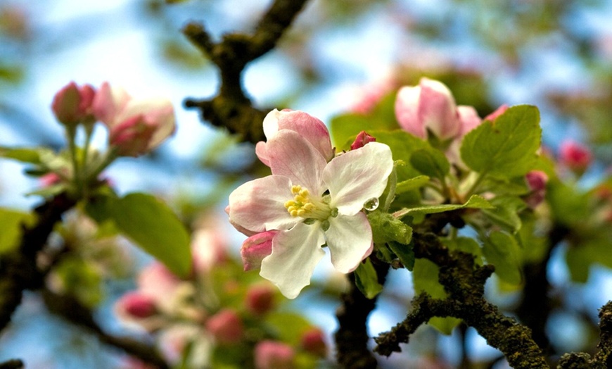 Image 3: 1 ou 2 ensembles de 4 arbres fruitiers piliers