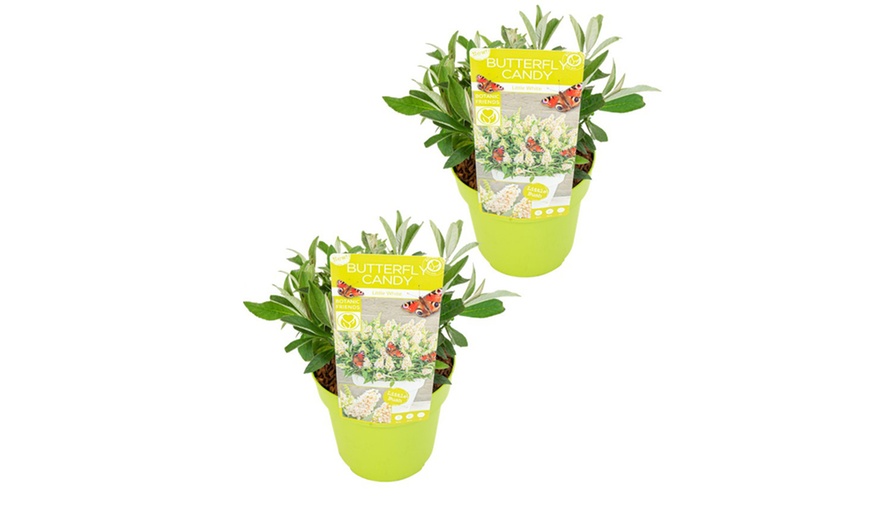 Image 8: Set van 2 kleine Buddleja vlinderstruiken 