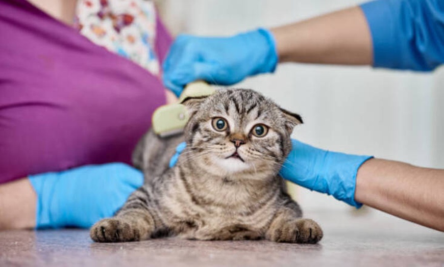 Image 5: Esterilización de gato o de gata en Centro Veterinario Vistabella