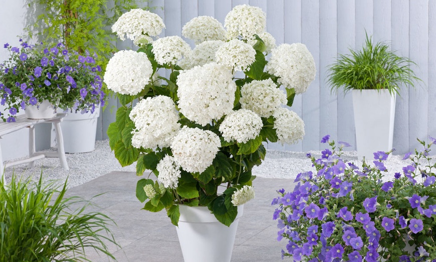 Image 5: 1, 2 ou 3 plants d'hydrangea "Strong Annabelle"