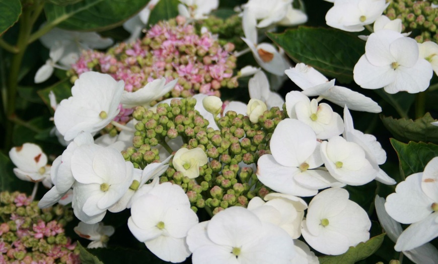 Image 2: Conjunto de 3 o 6 plantas de Hortensia Teller