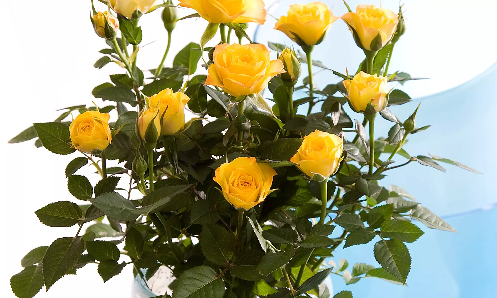 Set di 3 piante di rose in vaso