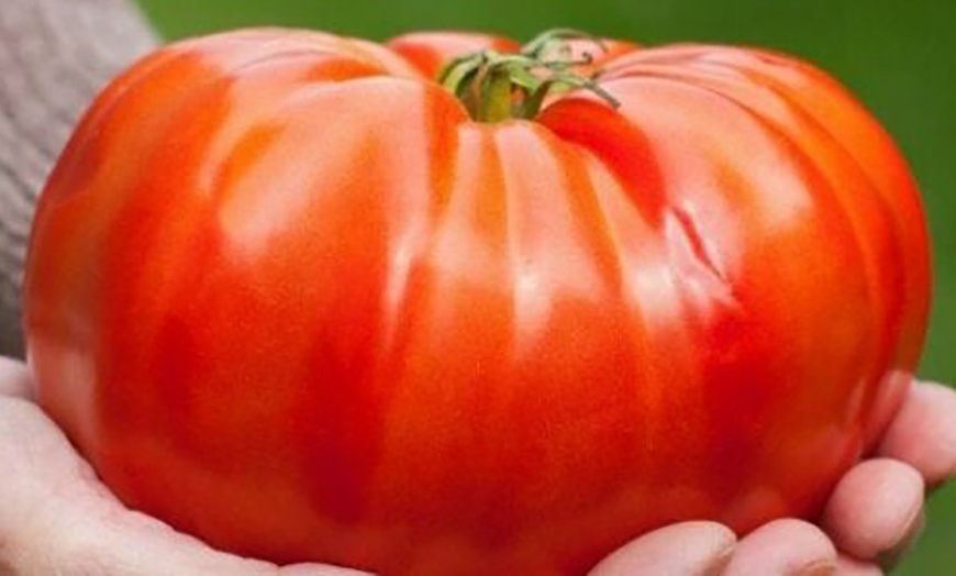 Image 2: Semillas de tomate gigante