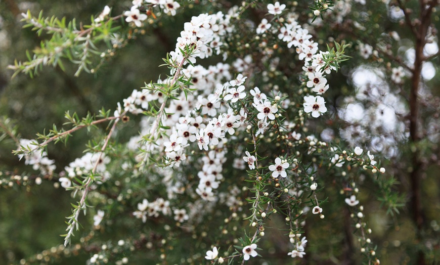 Image 2: Leptospermum Leonard Wilson -1, 3 or 5 Potted Plants